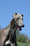 GREYHOUND 008